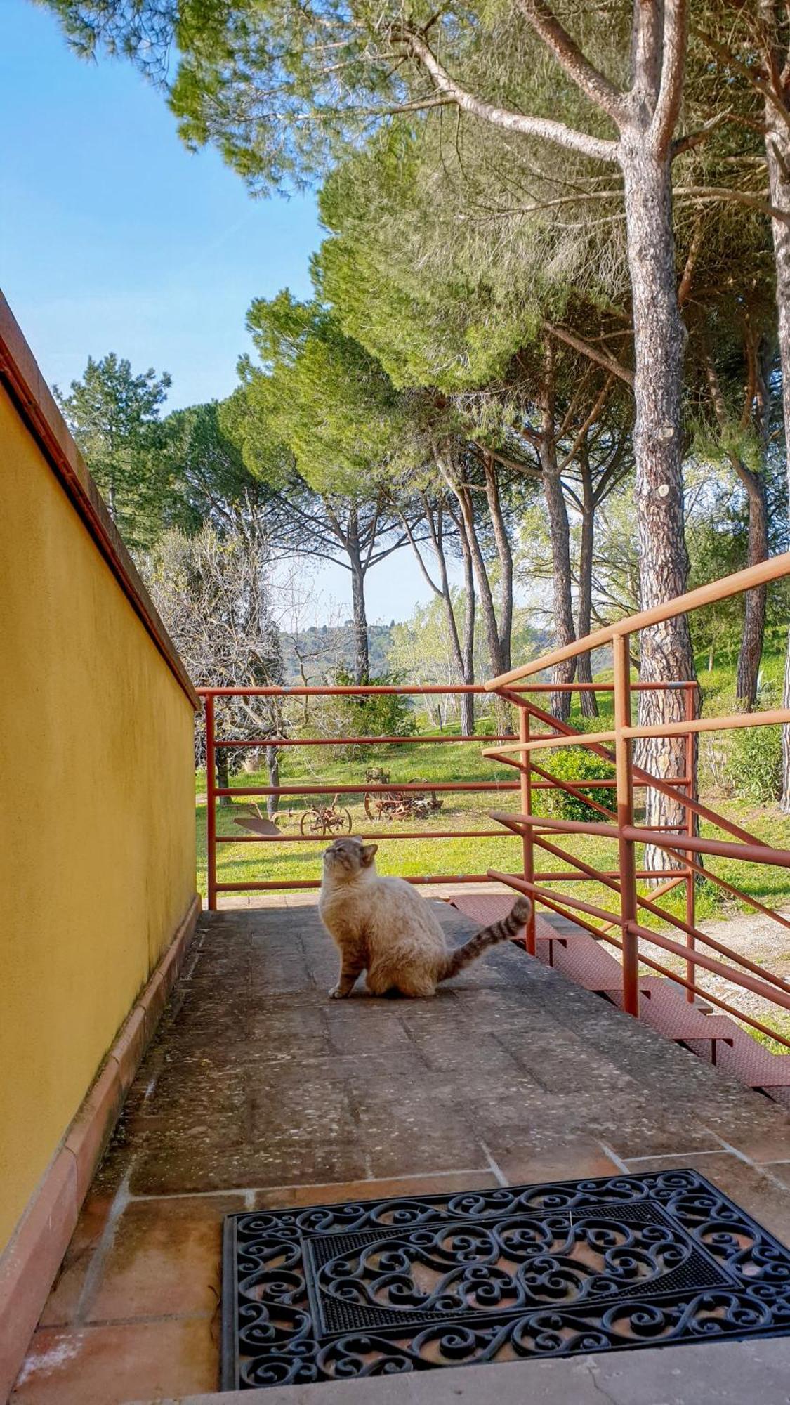 Agriturismo Podere Le Tombe Casa de hóspedes Palaia Exterior foto